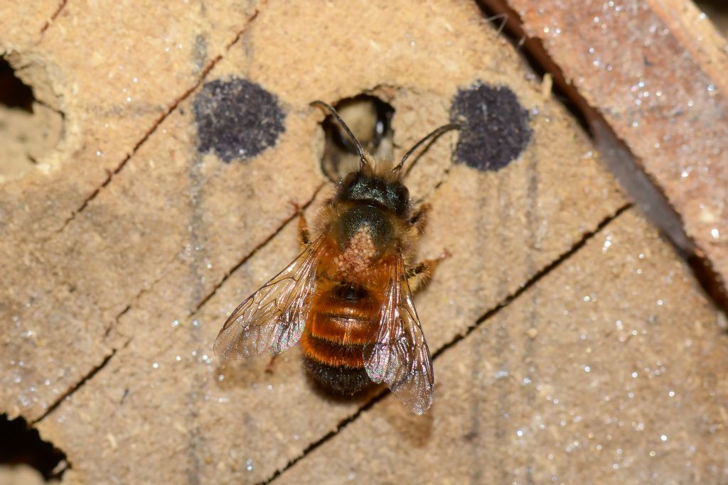 Osmia cfr. rufa (Apidae Megachilinae)